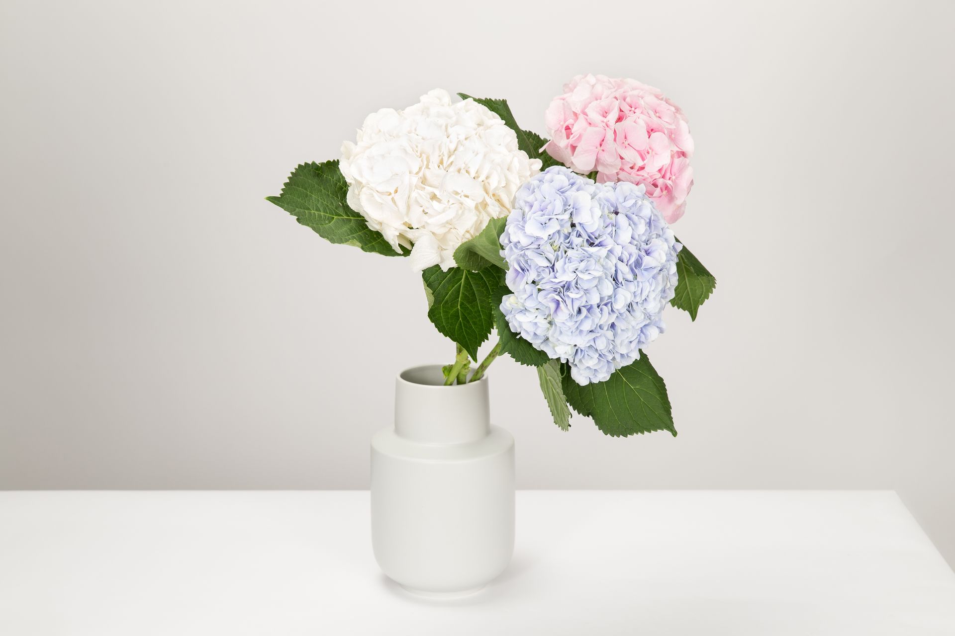 colombian hydrangea , DIY flowers