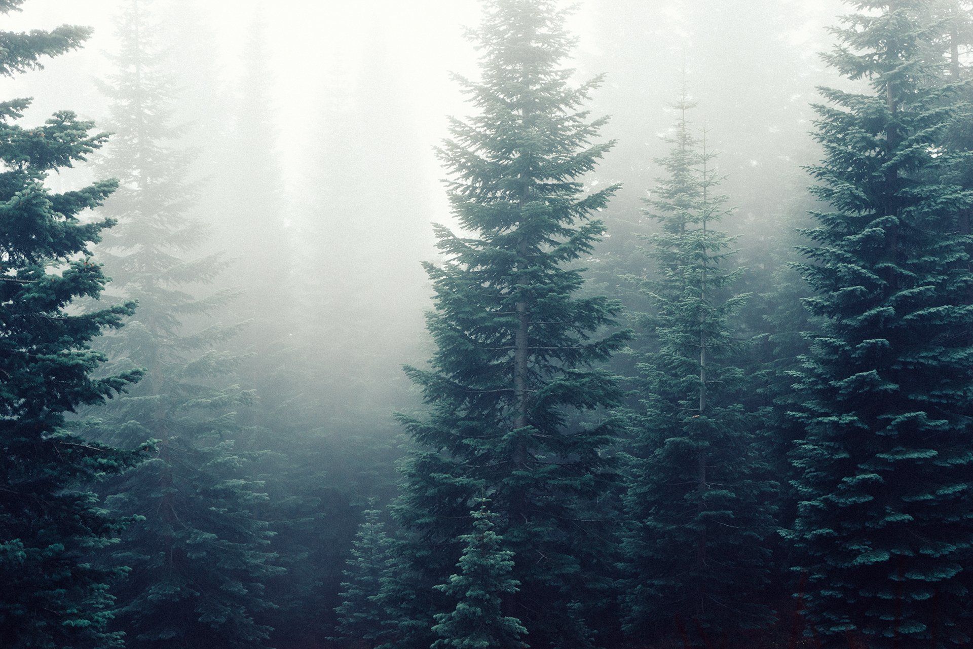 pine forest fog