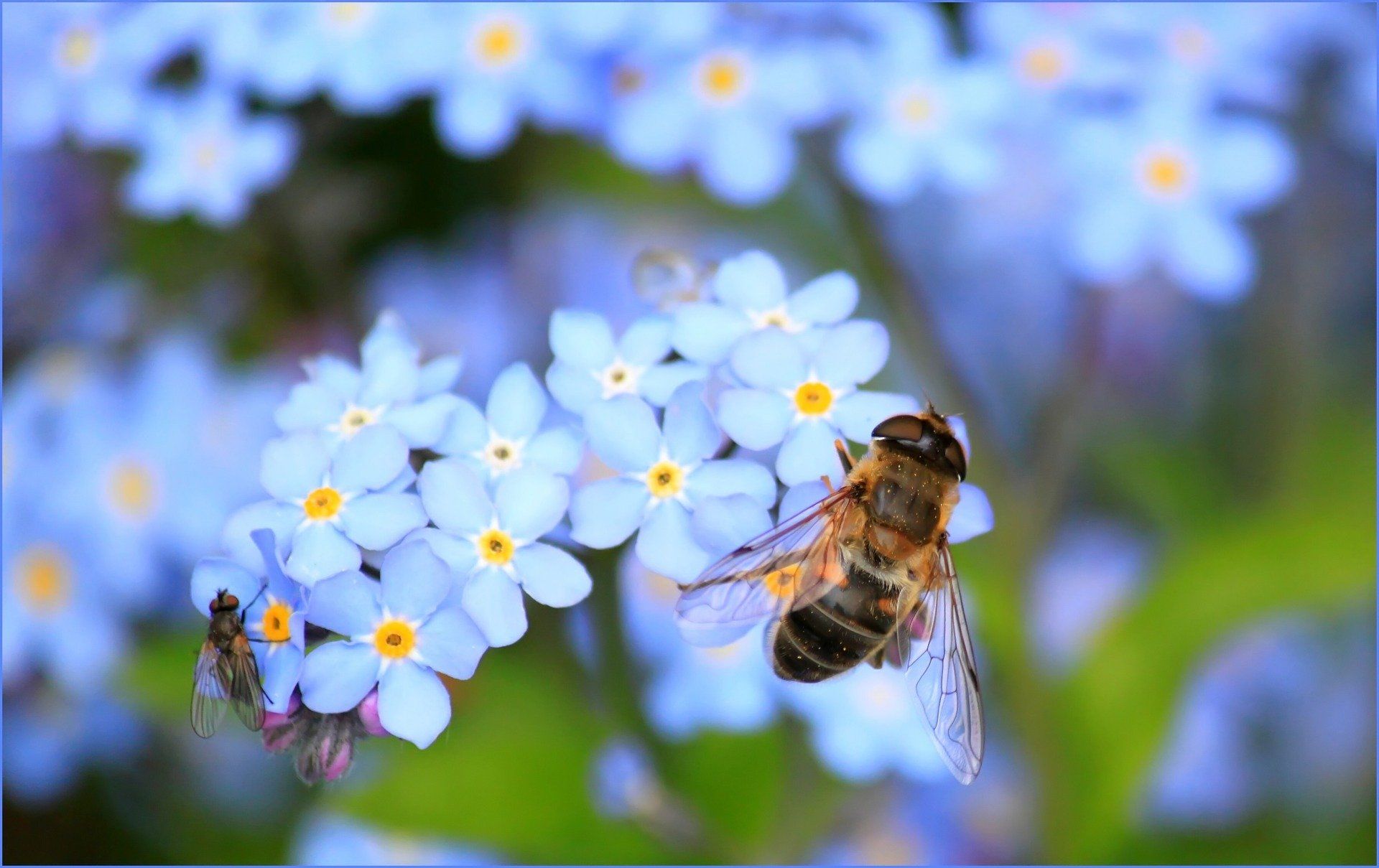 pollinators 