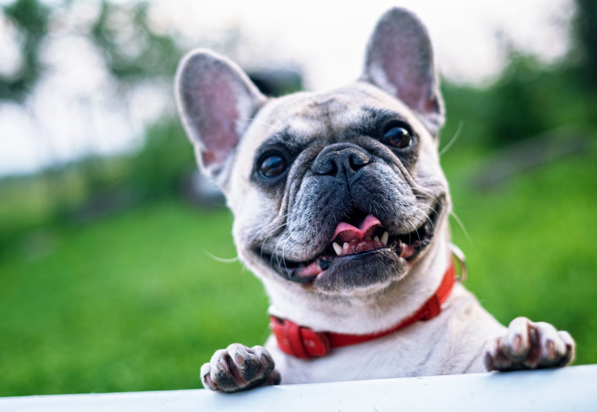 A french bulldog wearing a red collar is peeking over a white fence.