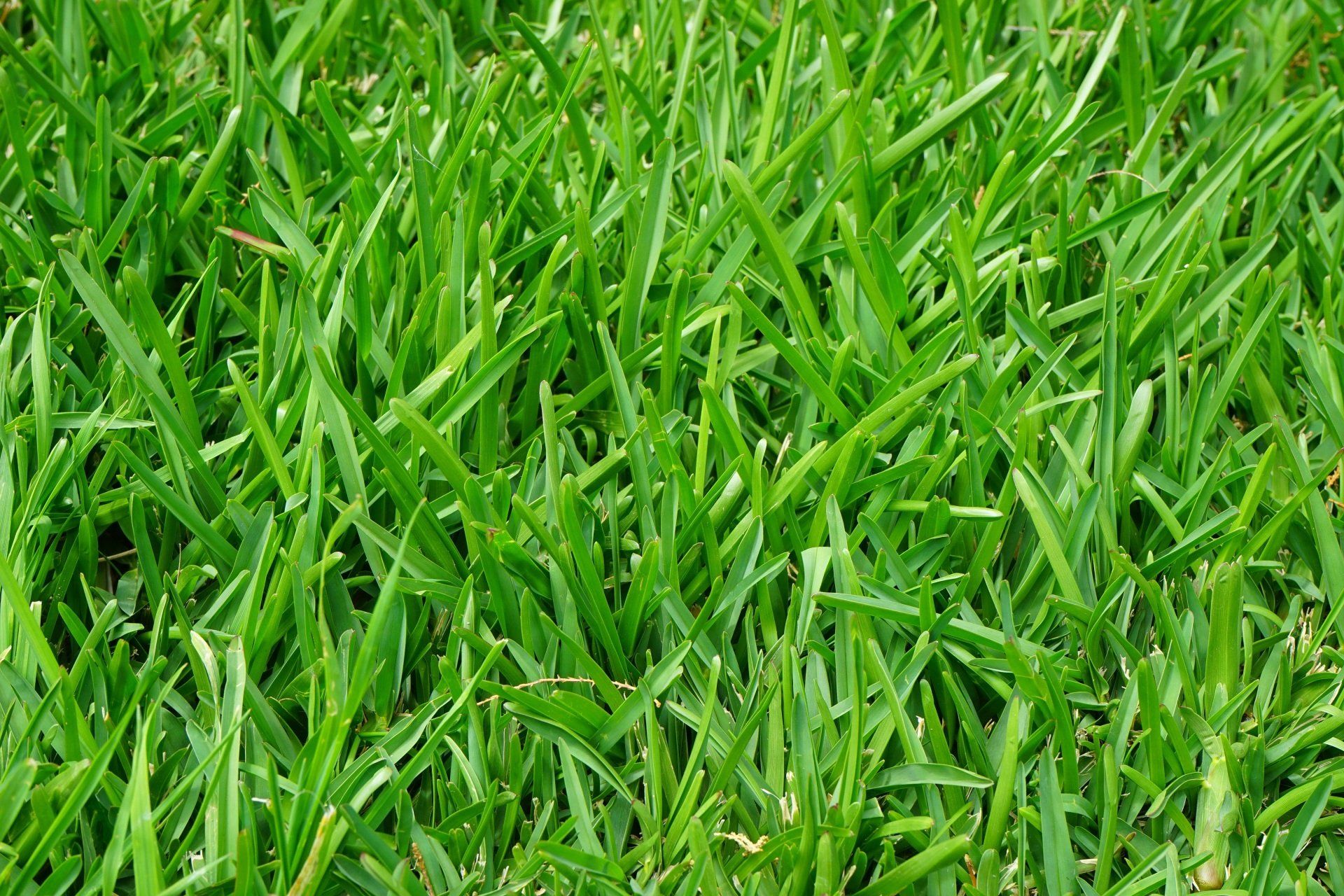 Spring Lawncare Tips | New Jersey Lawn Care 