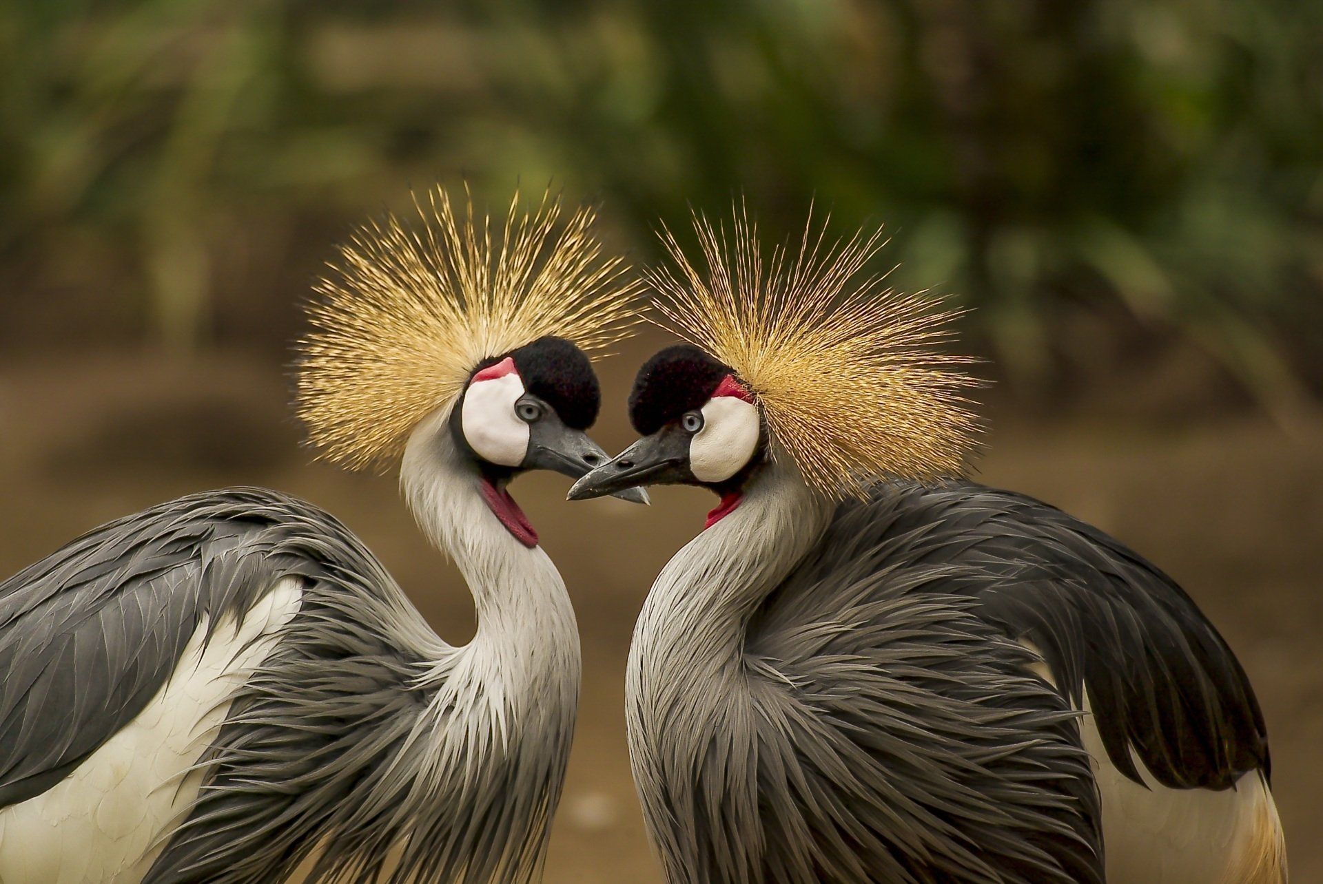 Two birds with crowns on their heads are kissing each other.