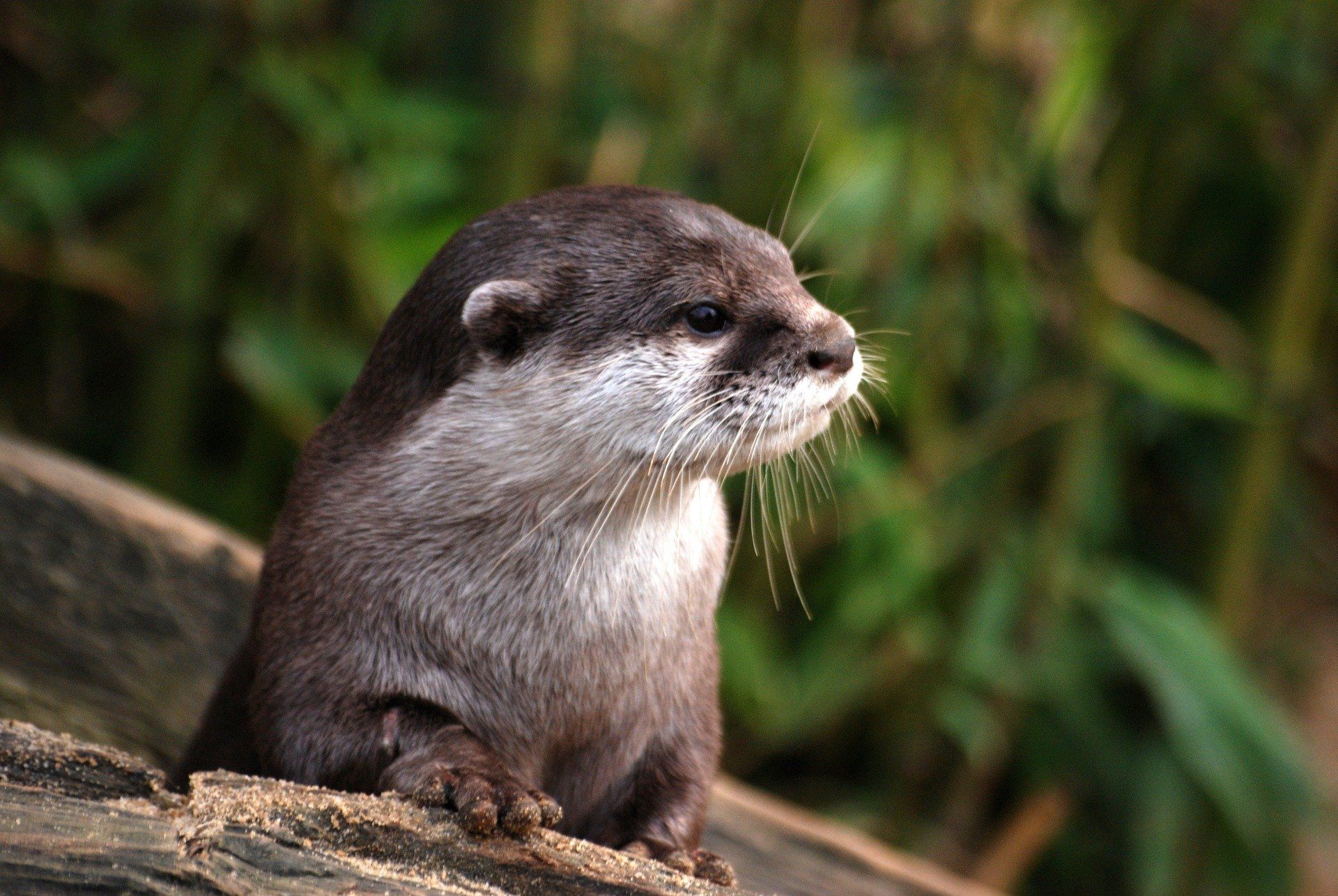 a close up of a river otter sitting on a rock .