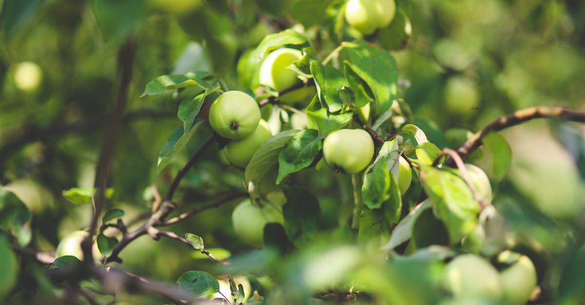 Welcome July (Almanac 2024) by Sue Cartwright, Spiral Leaf