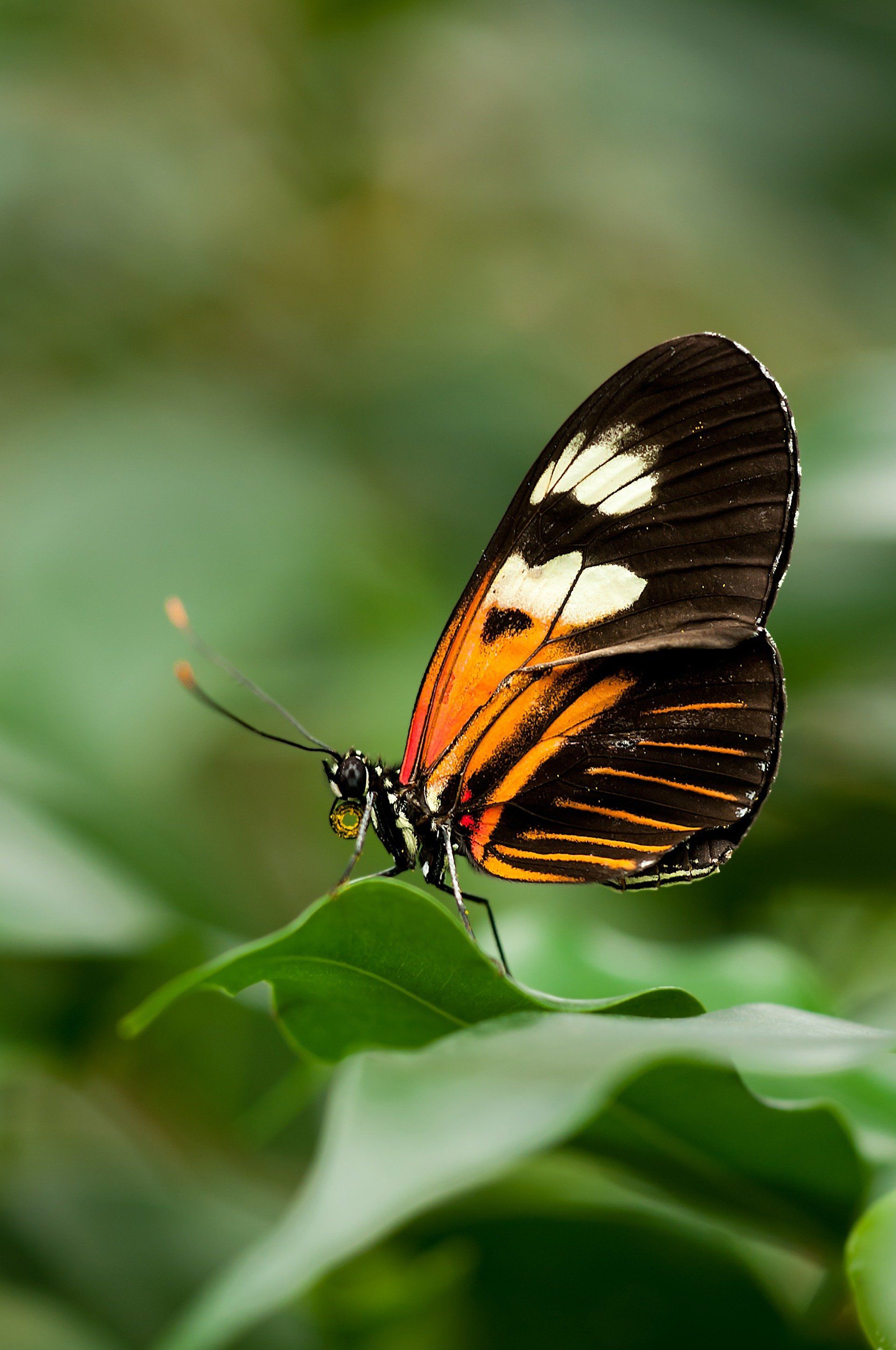 A black and orange butterfly is sitting on a green leaf.