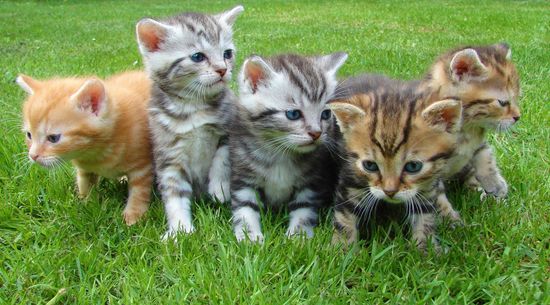 Five kittens plating in the grass