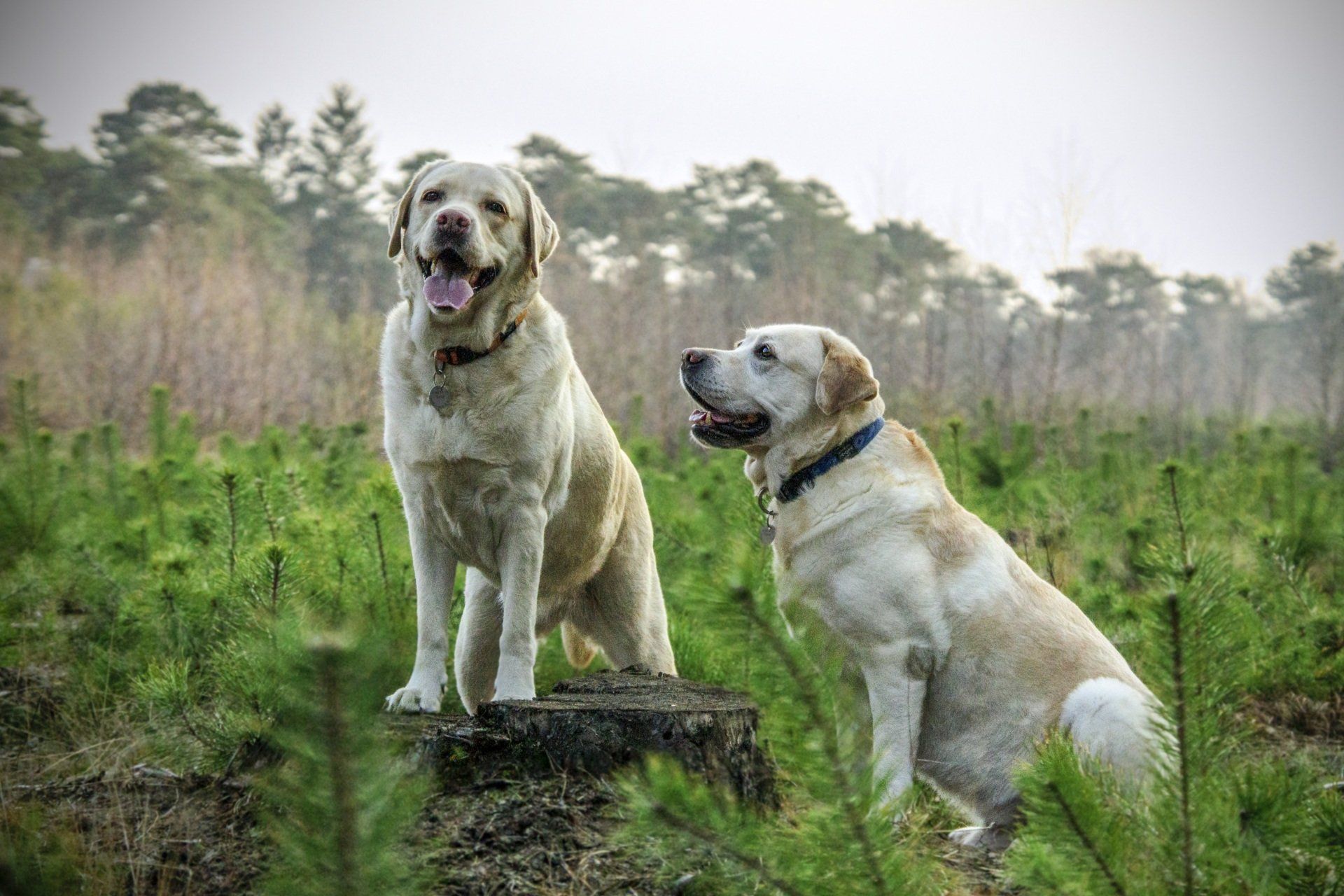 Large yellow Labrador Retriever dogs in a green field 
 