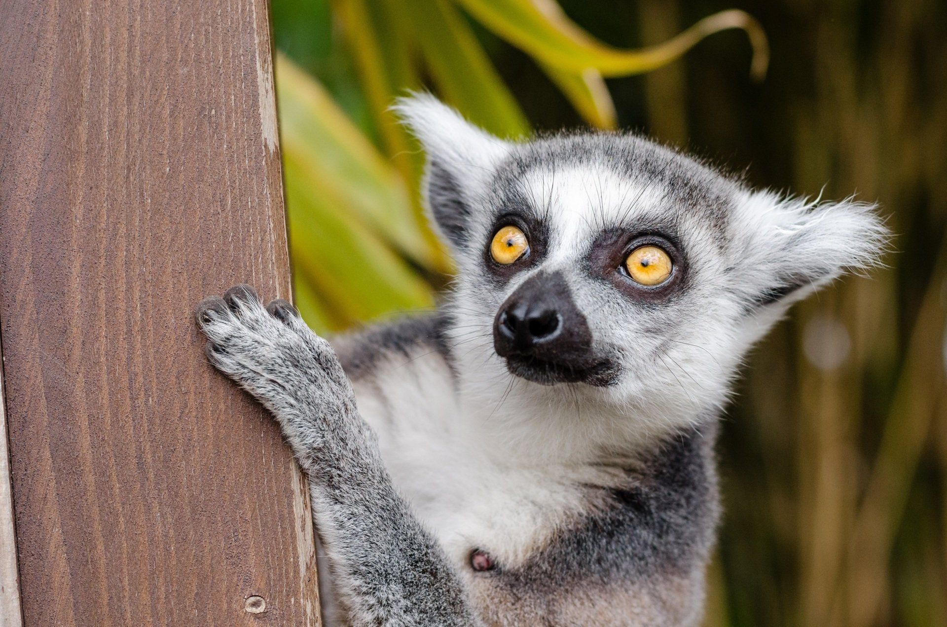 A lemur is sitting on a wooden post and looking at the camera.