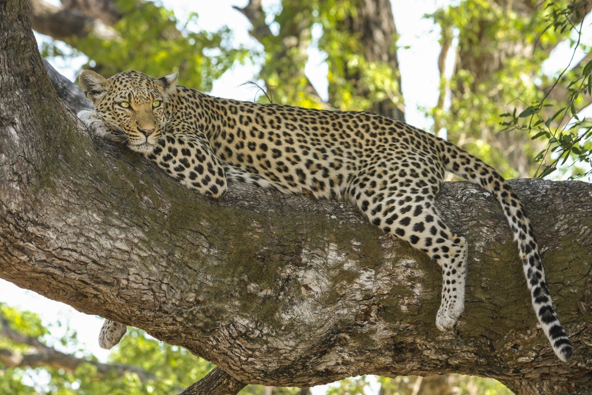 a leopard laying on a tree branch looking at the camera