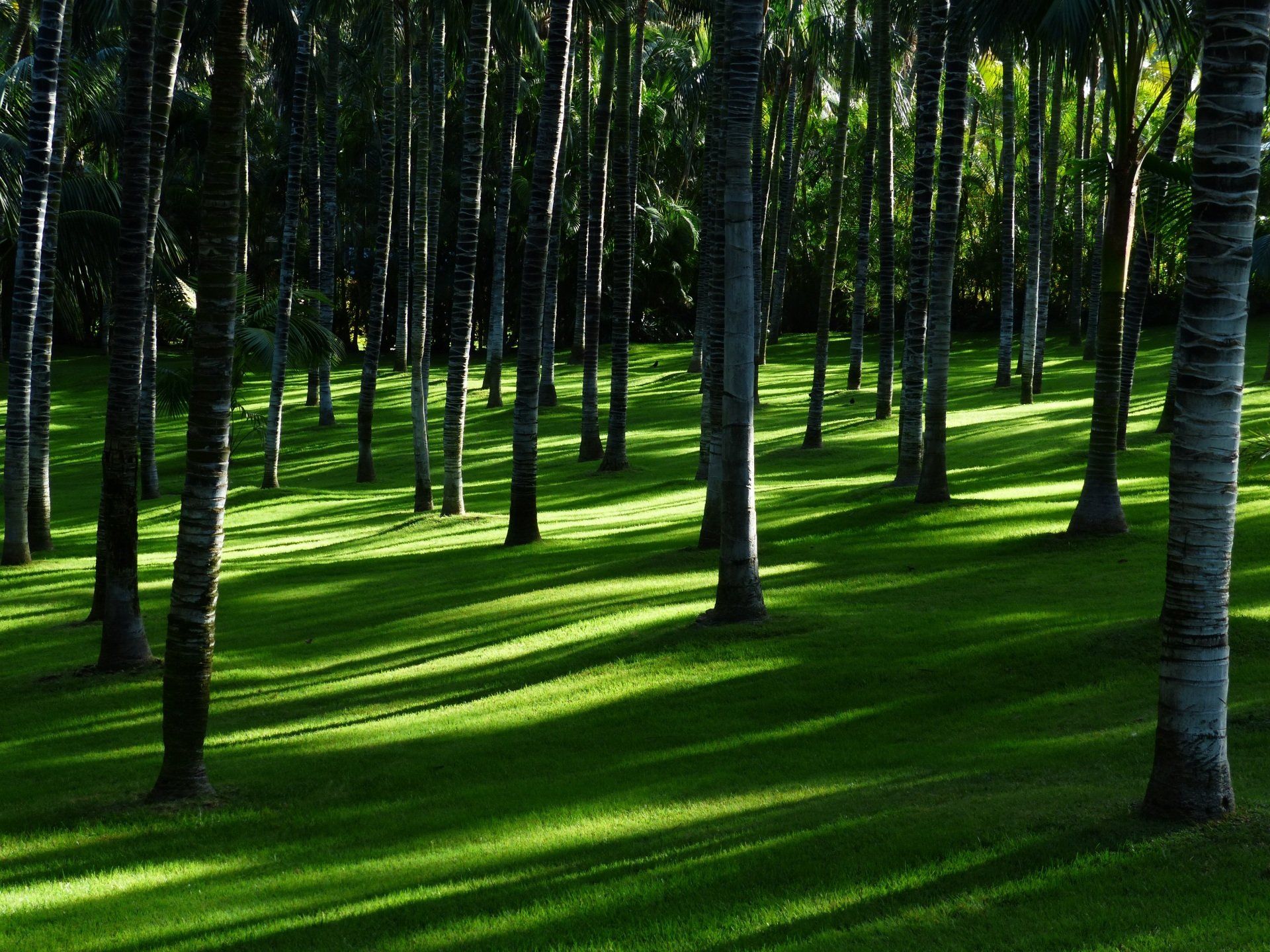 Lush green lawn with numerous slender tree trunks casting long shadows; sunlight filters through the canopy.