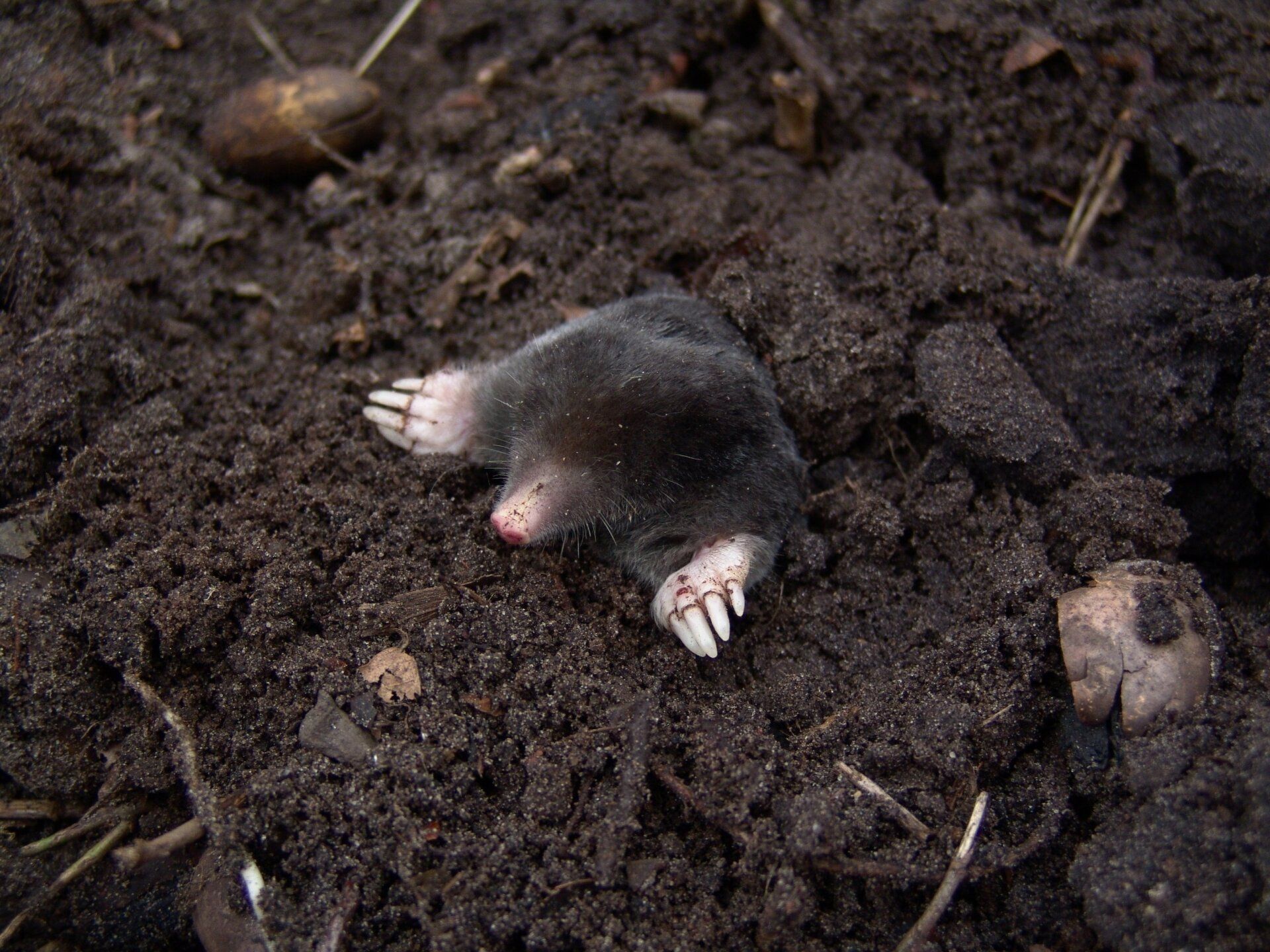 a small mole is laying on its back in the dirt