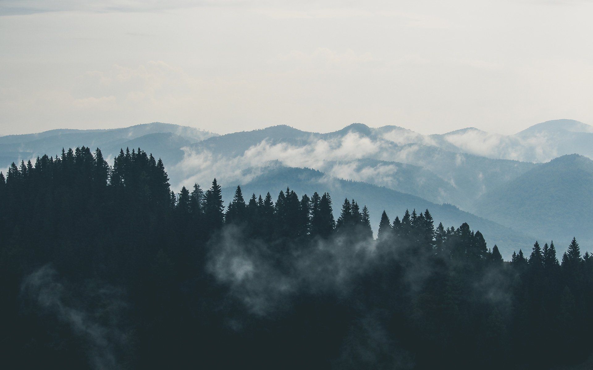 A foggy forest with mountains in the background