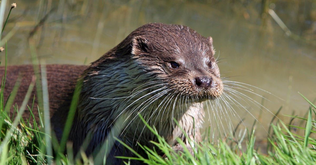 otter removal buford ga