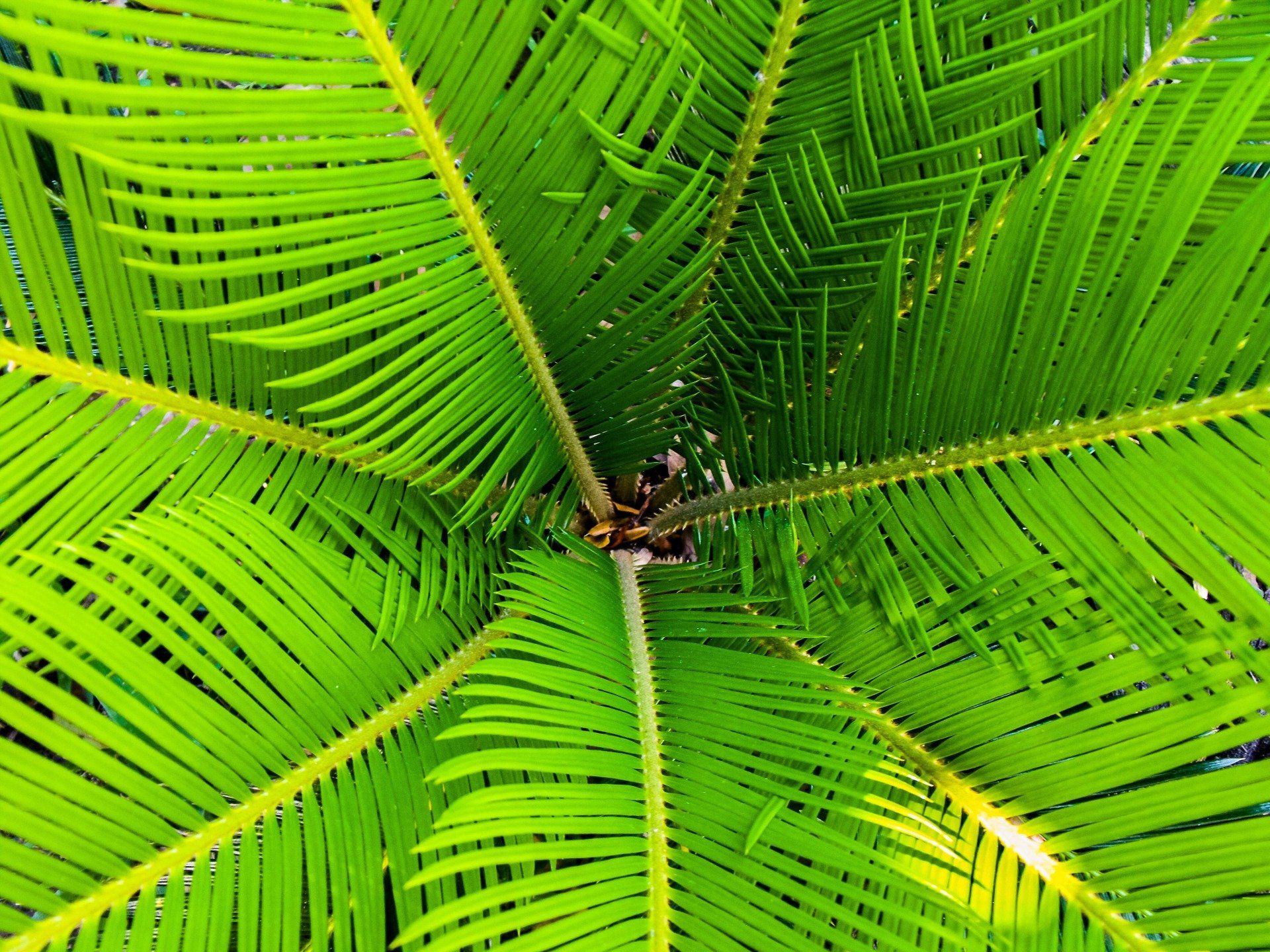 Palm Tree Trivia