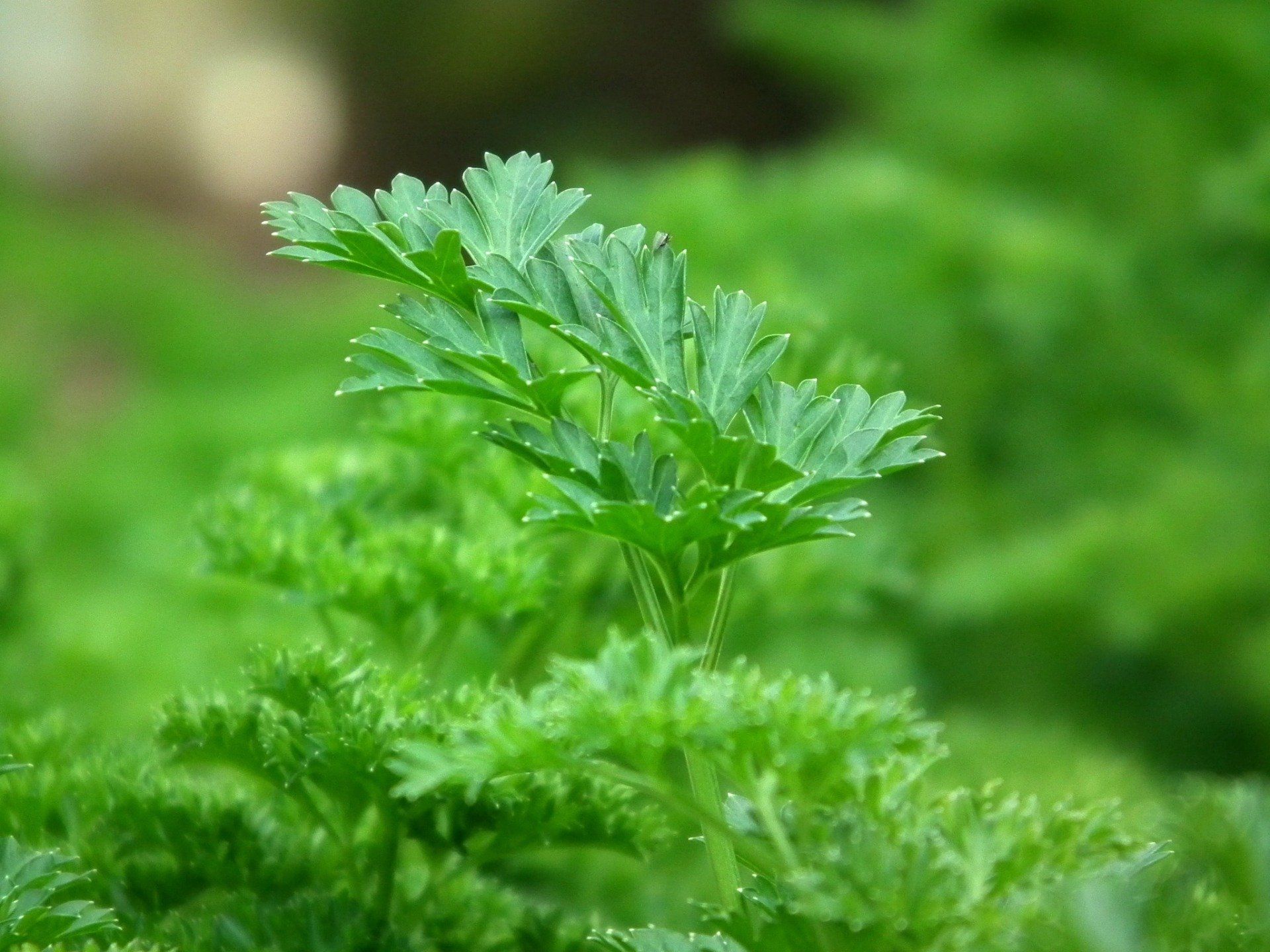 Parsley for Dogs: 5 Benefits
