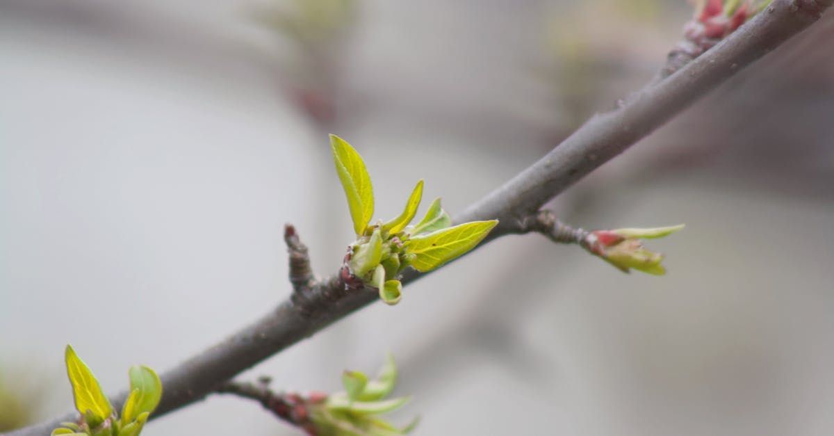 Welcome February - A Poem by Sue Cartwright, Spiral Leaf