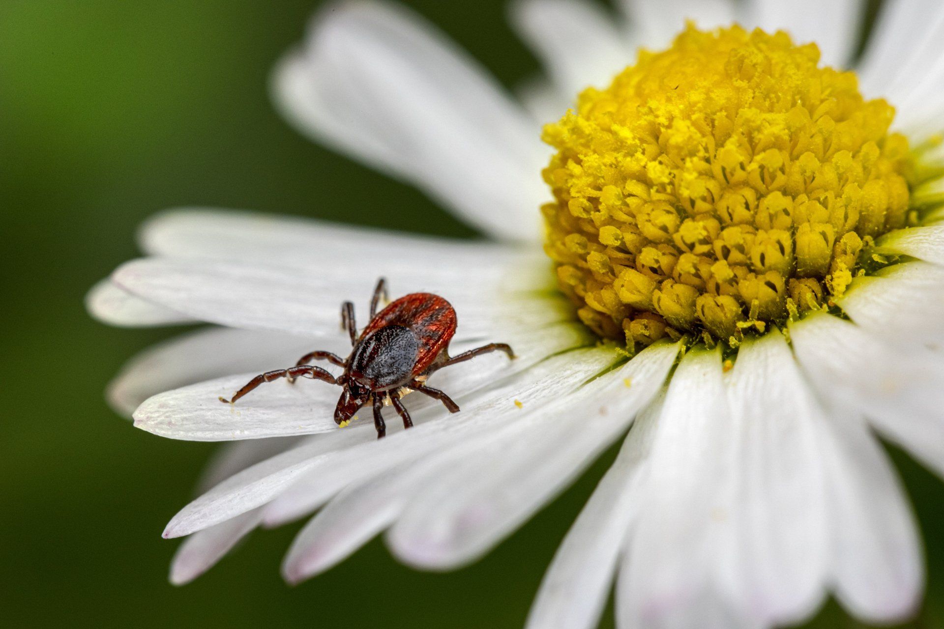 Ticks on cats, dogs, and pets and potential diseases