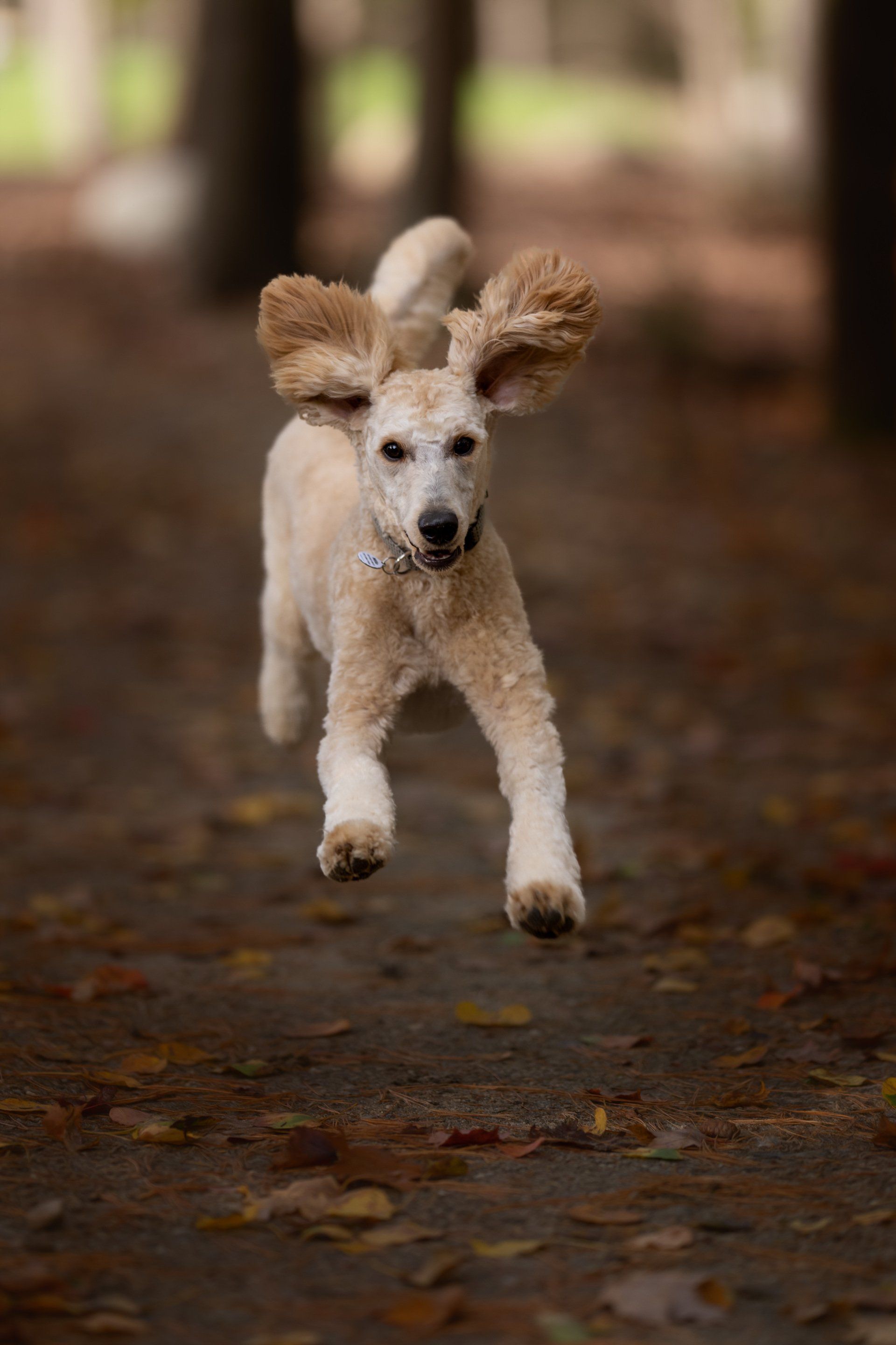 Tree Service Longview Dog Park