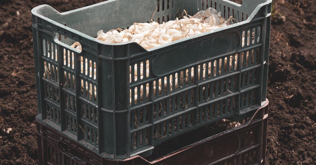 A plastic crate filled with seeds is sitting on top of a pile of dirt.