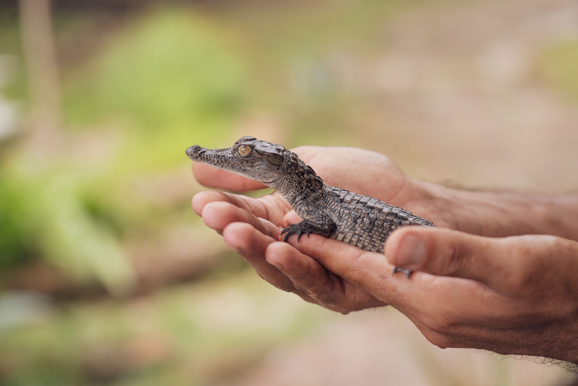 a person is holding a small alligator in their hands .