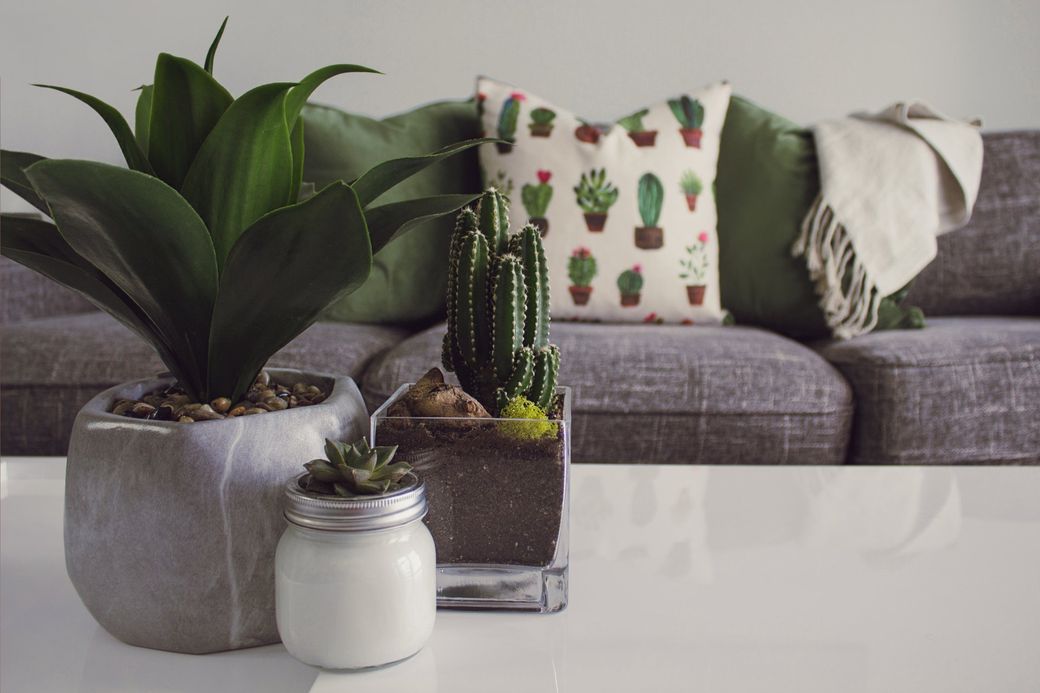 A living room with a couch , table , and potted plants.