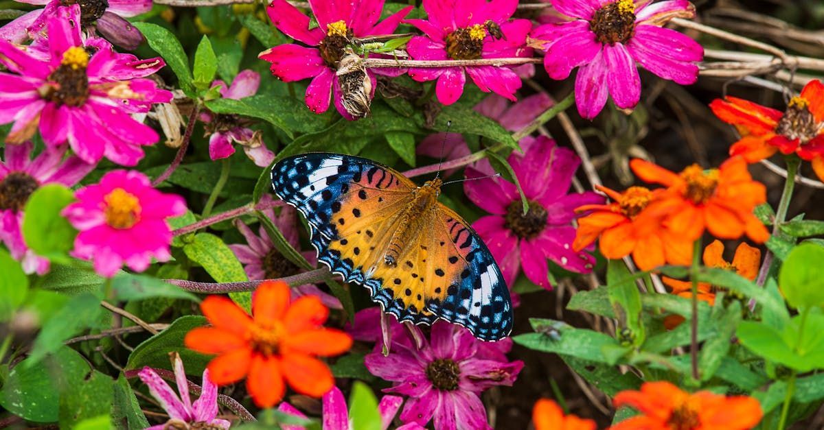 A female Indian Fritillary butterfly (Argynnis hyperbius) in a patch of colorful flowers