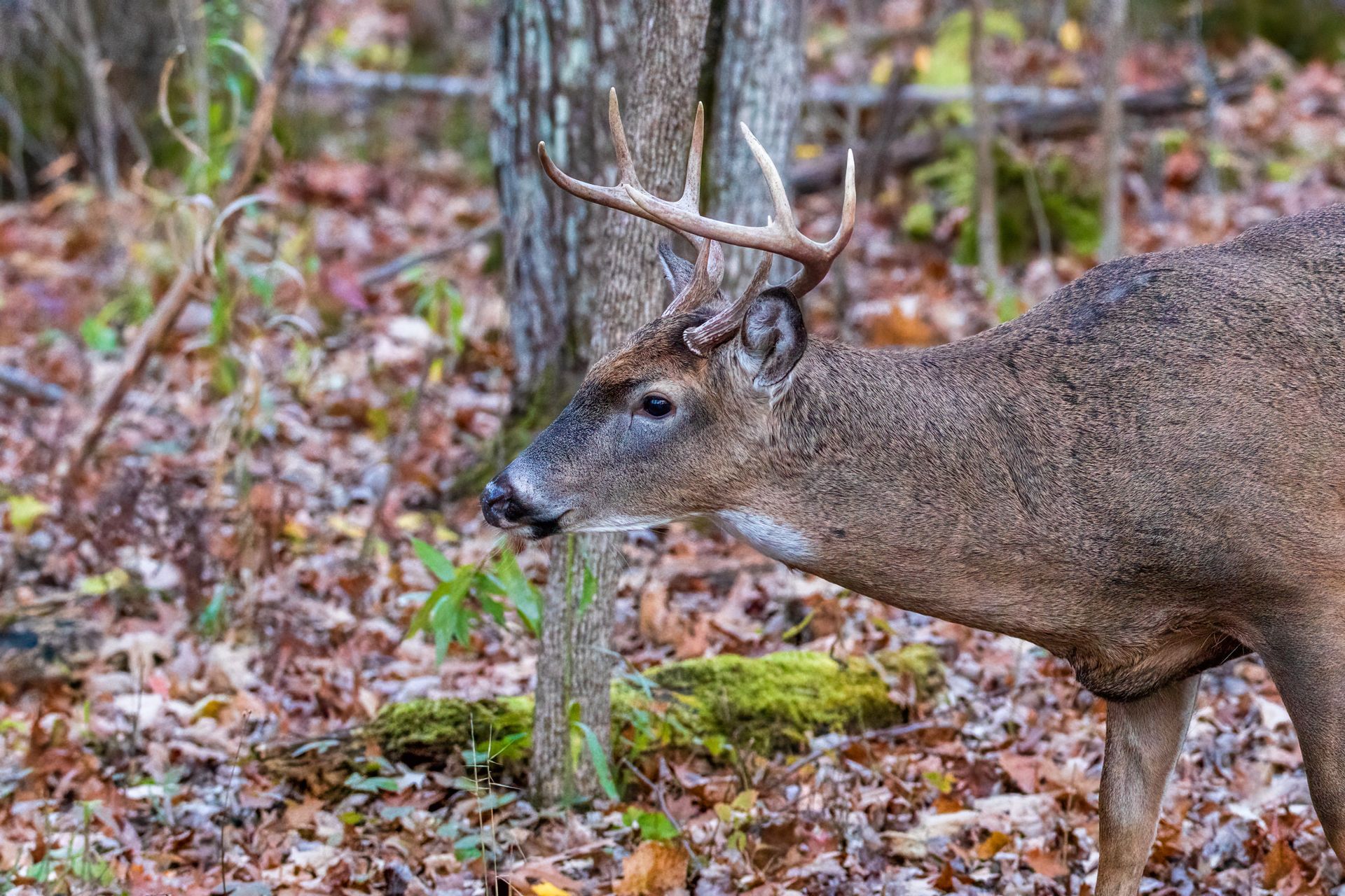 A deer with antlers is standing next to a tree in the woods.