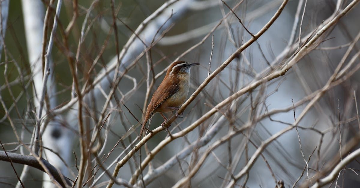 A small wren perched on top of a wooden post.