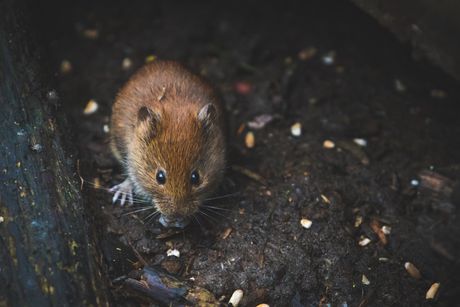 A small mouse is standing in the dirt and looking at the camera.