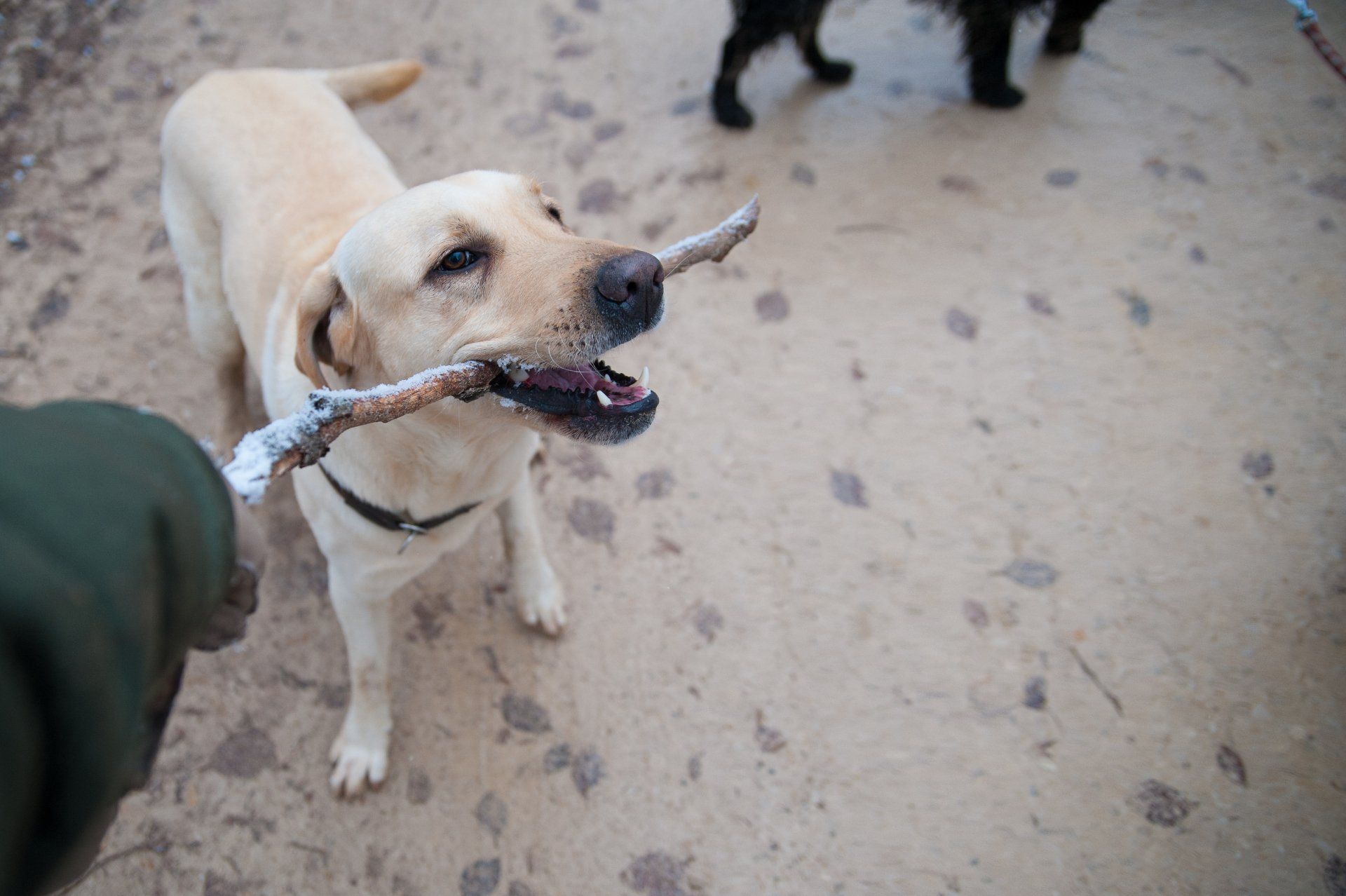 A dog is holding a stick in its mouth.