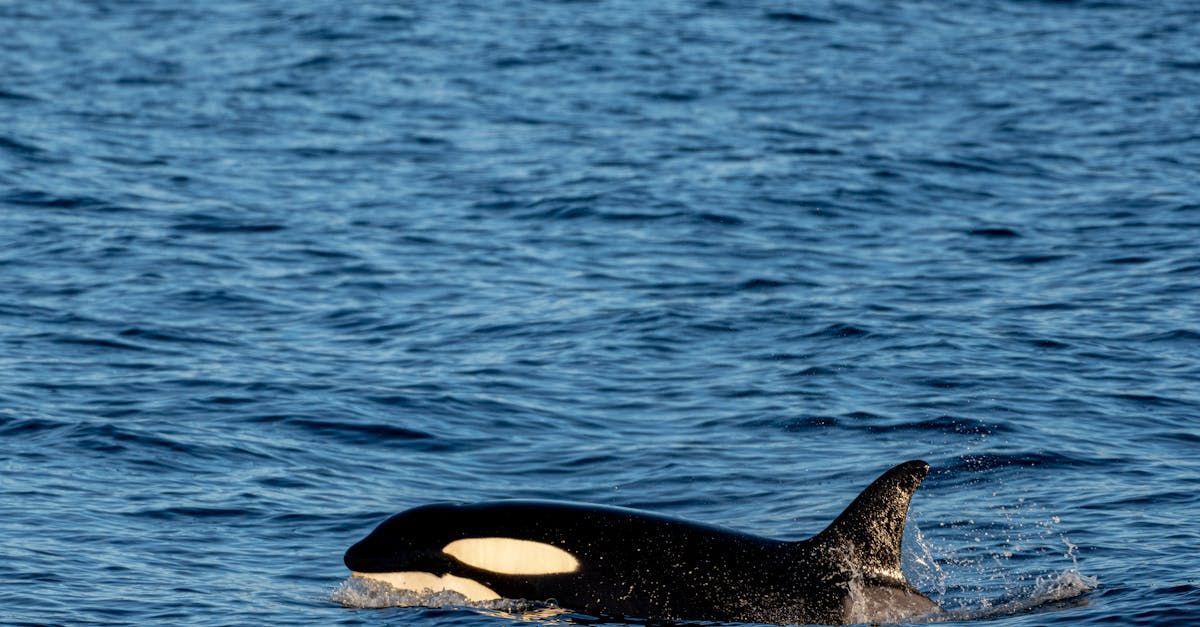 A black and white killer whale is swimming in the ocean.