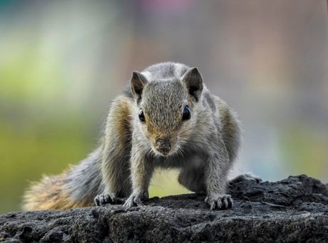 A squirrel is standing on a rock and looking at the camera.