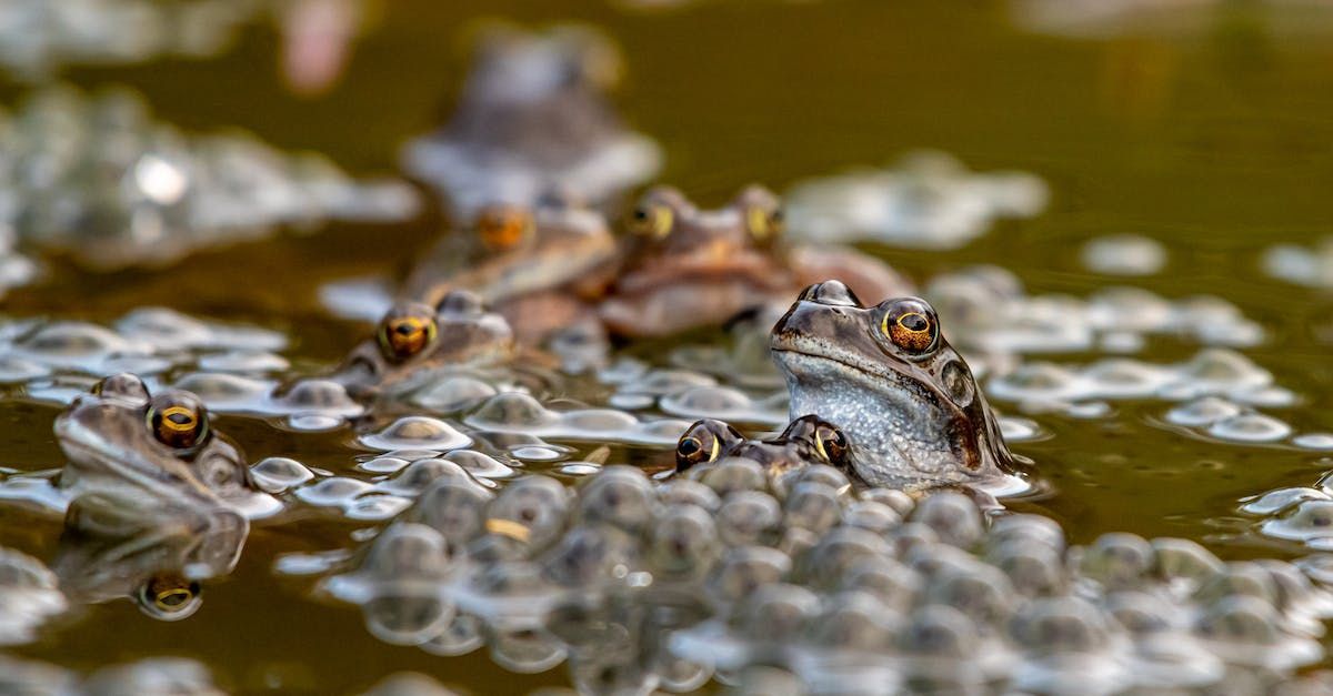Seeds of Life - A Poem by Sue Cartwright, Spiral Leaf