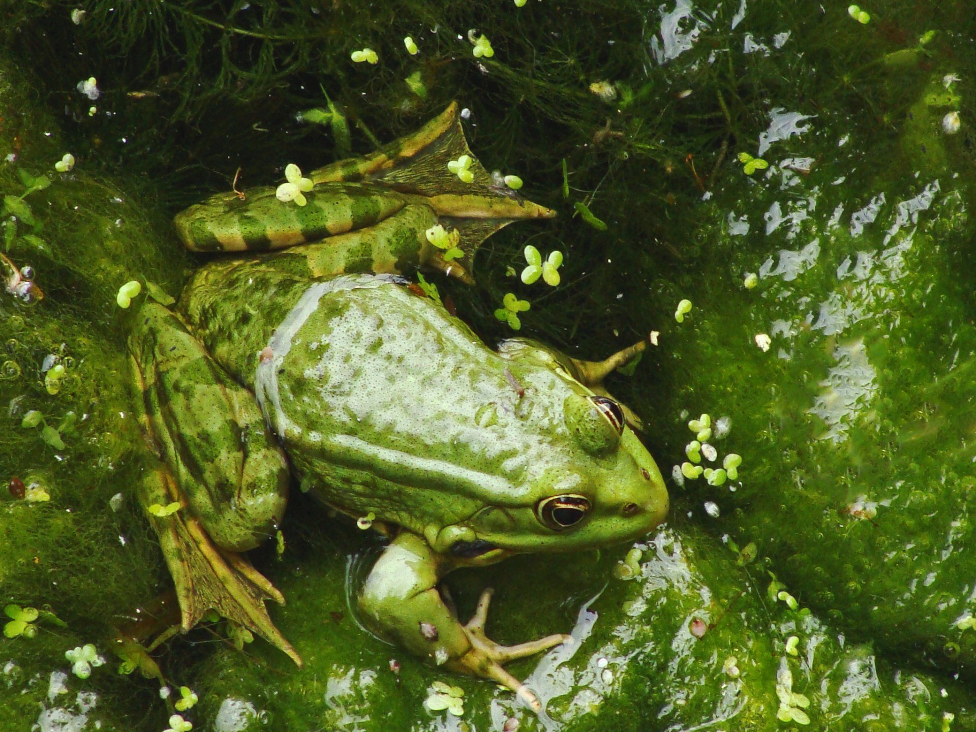 A green frog is sitting on a green leaf in the water.