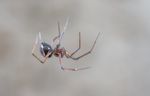 Integrated Pest management Programs (IPM) from Ram Exterminators