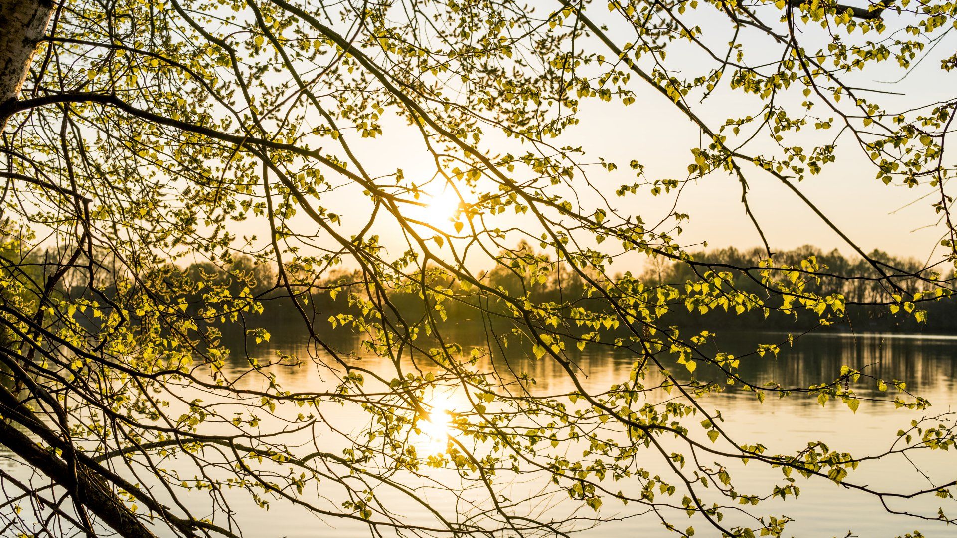the sun is shining through the branches of a tree over a lake .