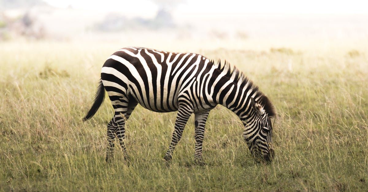 a zebra grazes in a field of tall grass
