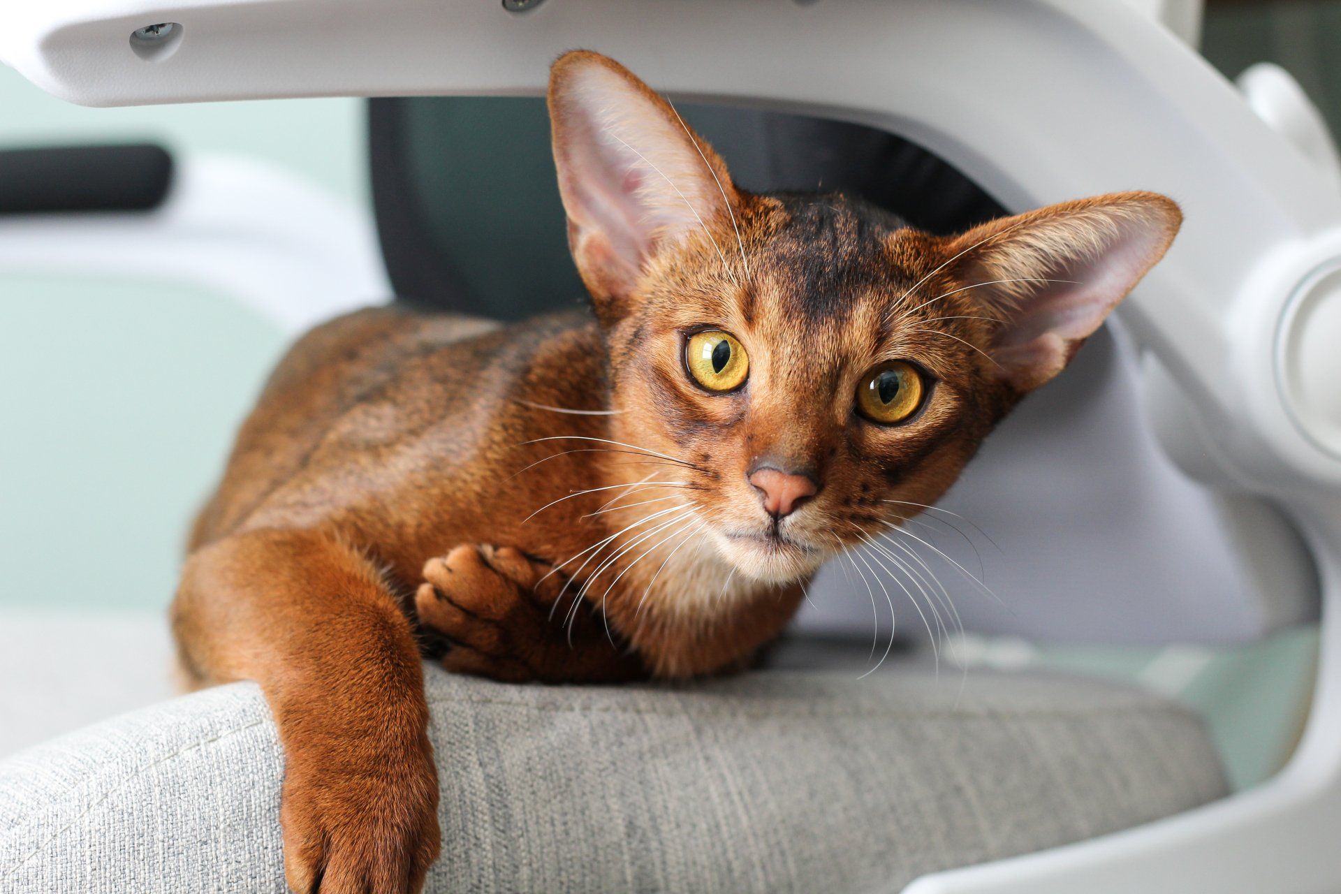 a brown Abyssinian cat  is laying on a chair and looking at the camera .