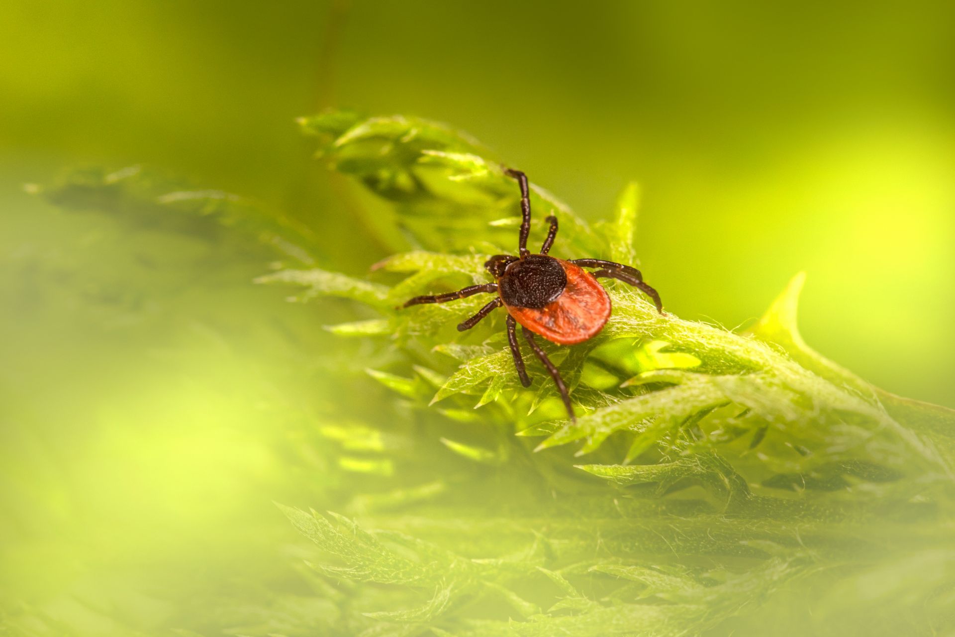 Prevention And Treatment Of Tick Bites