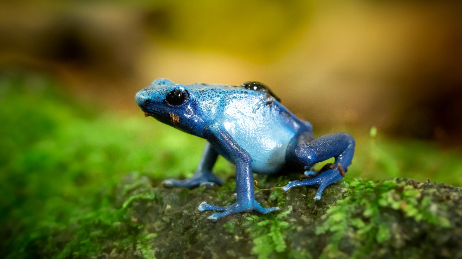 A blue frog is sitting on top of a mossy rock.