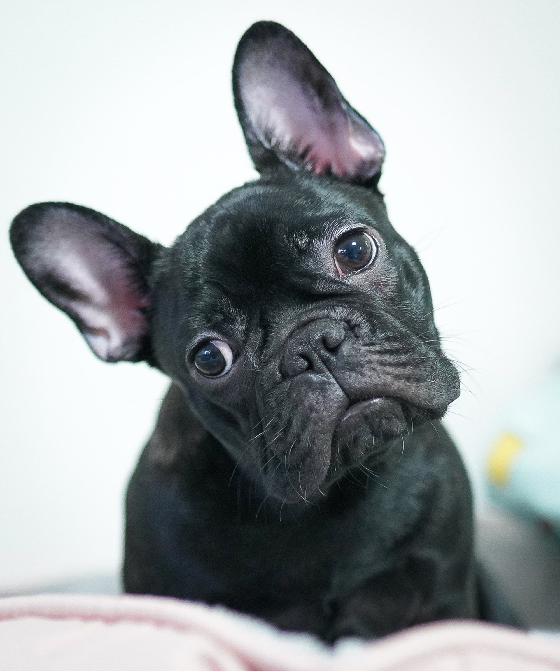 a black french bulldog is laying on a bed and looking at the camera .