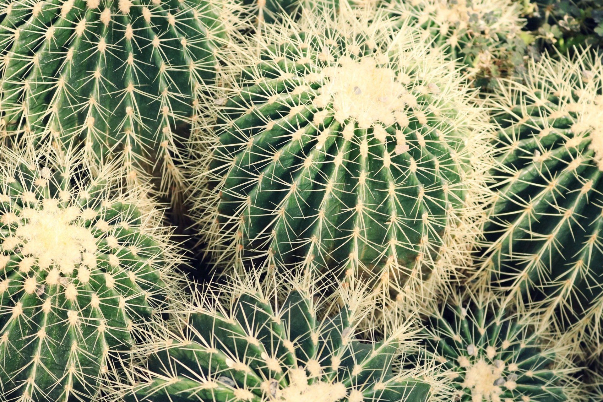 cactus care 