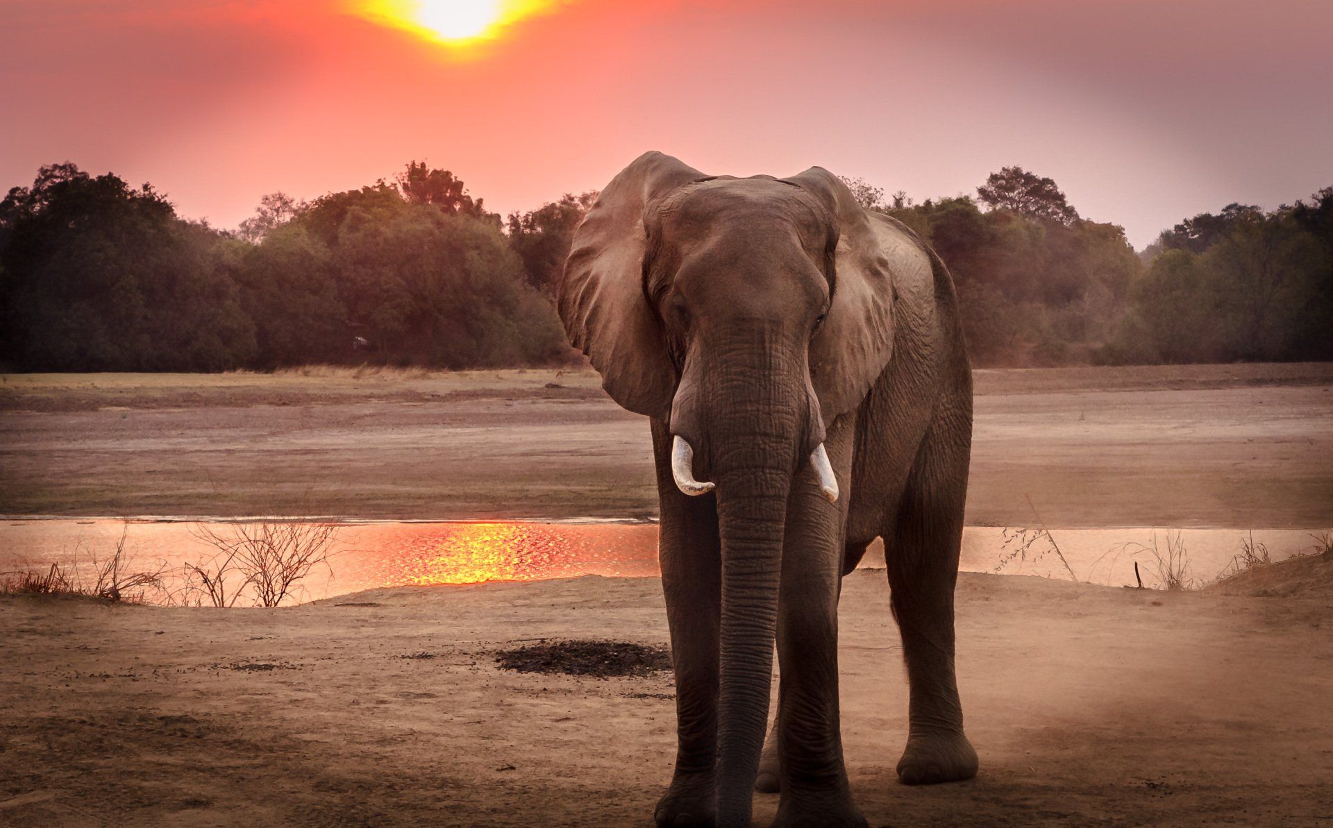 An elephant is standing in front of a body of water at sunset.