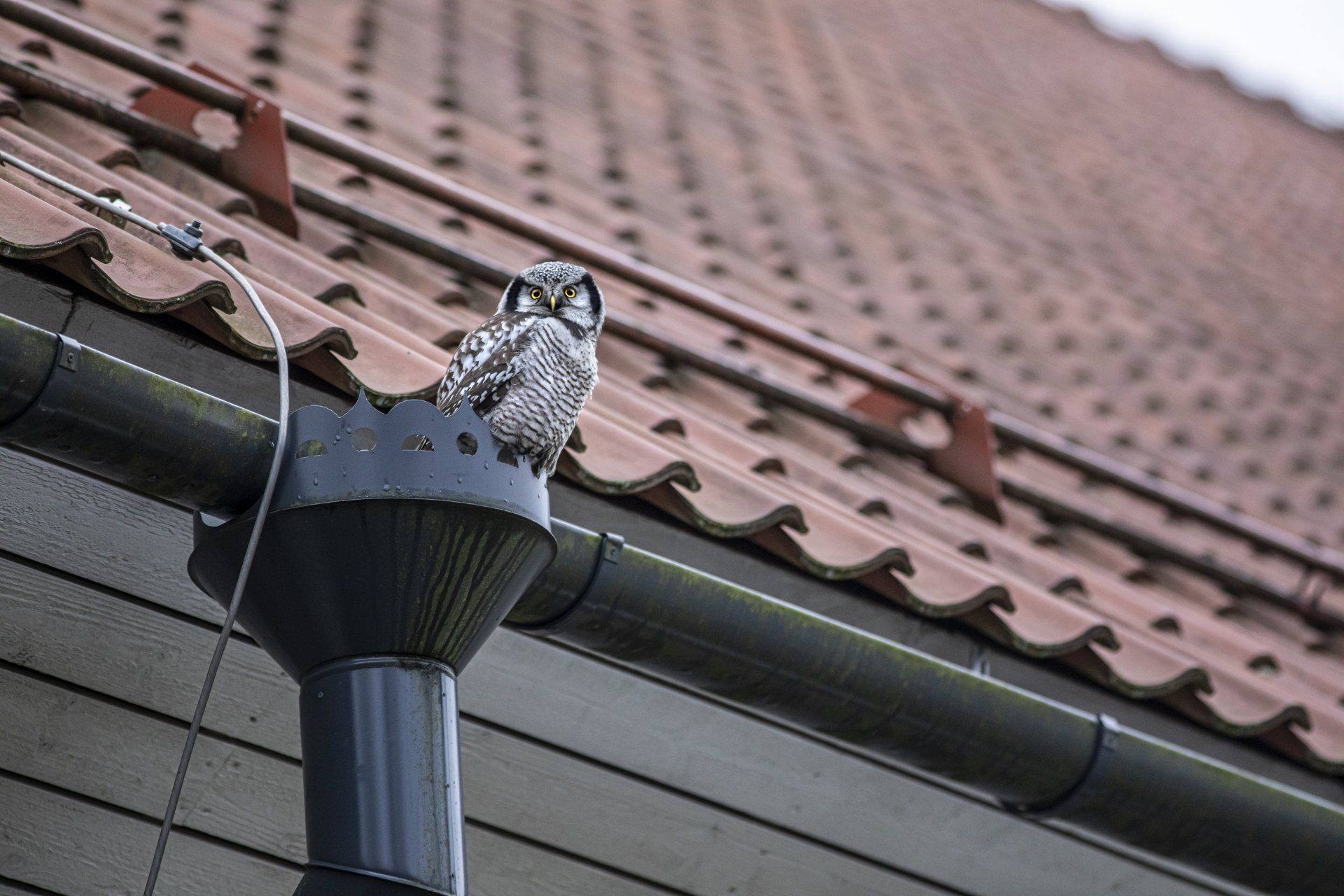 an owl is perched on a gutter on the roof of a house .
