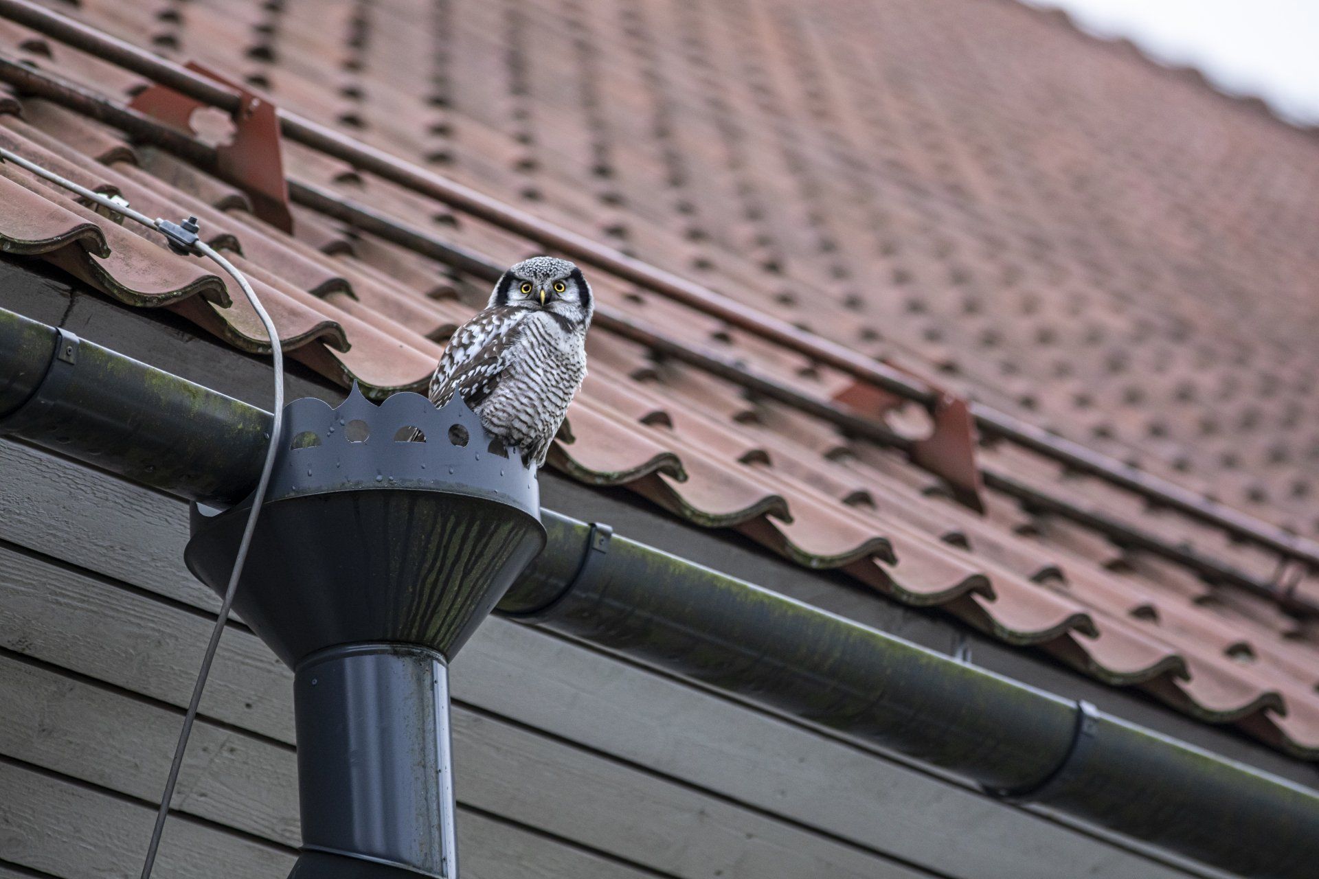 roof gutter