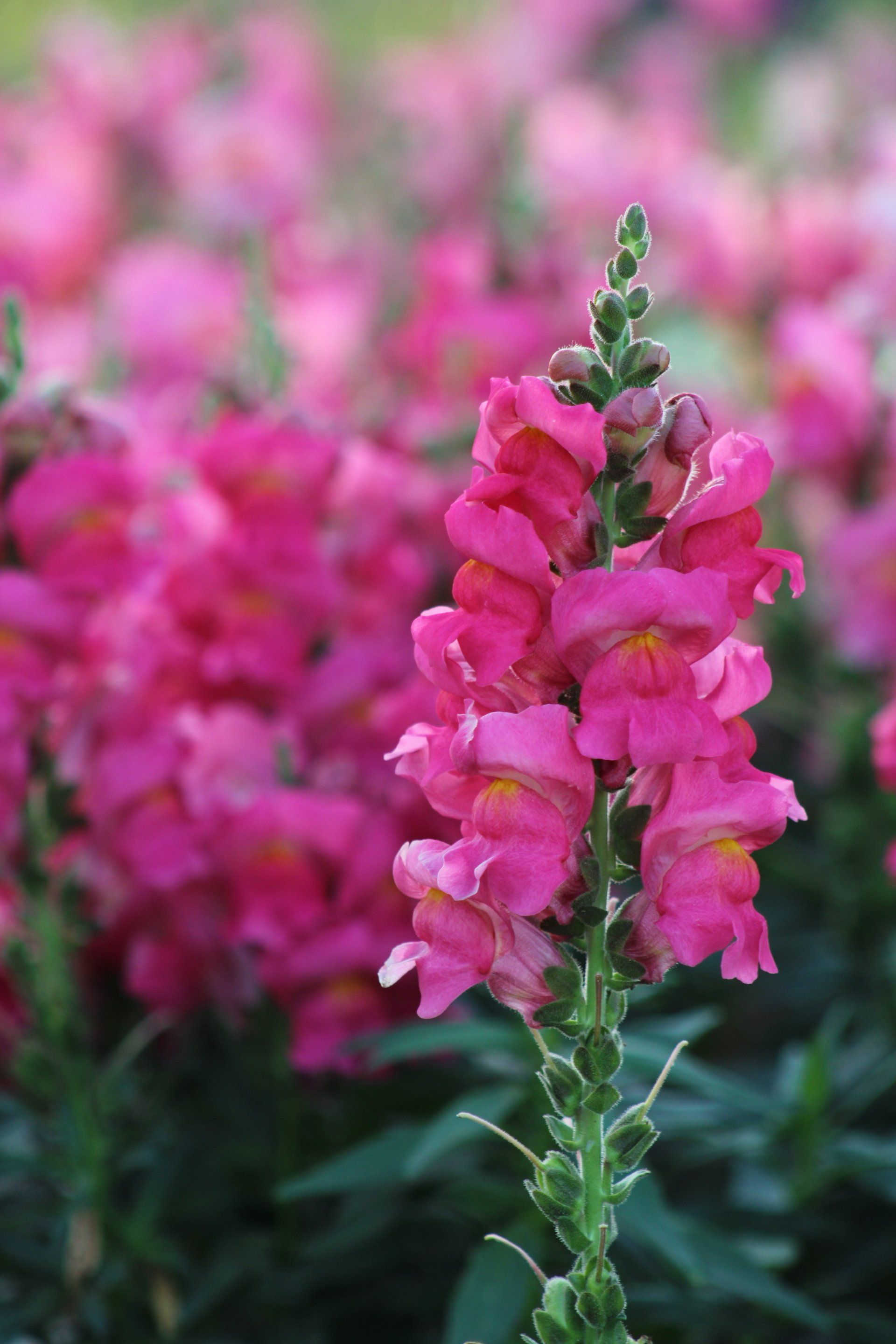 Cool Flowers