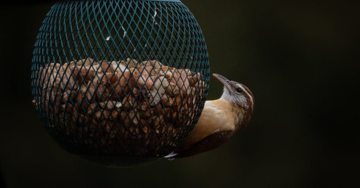 A bird is eating nuts from a bird feeder.