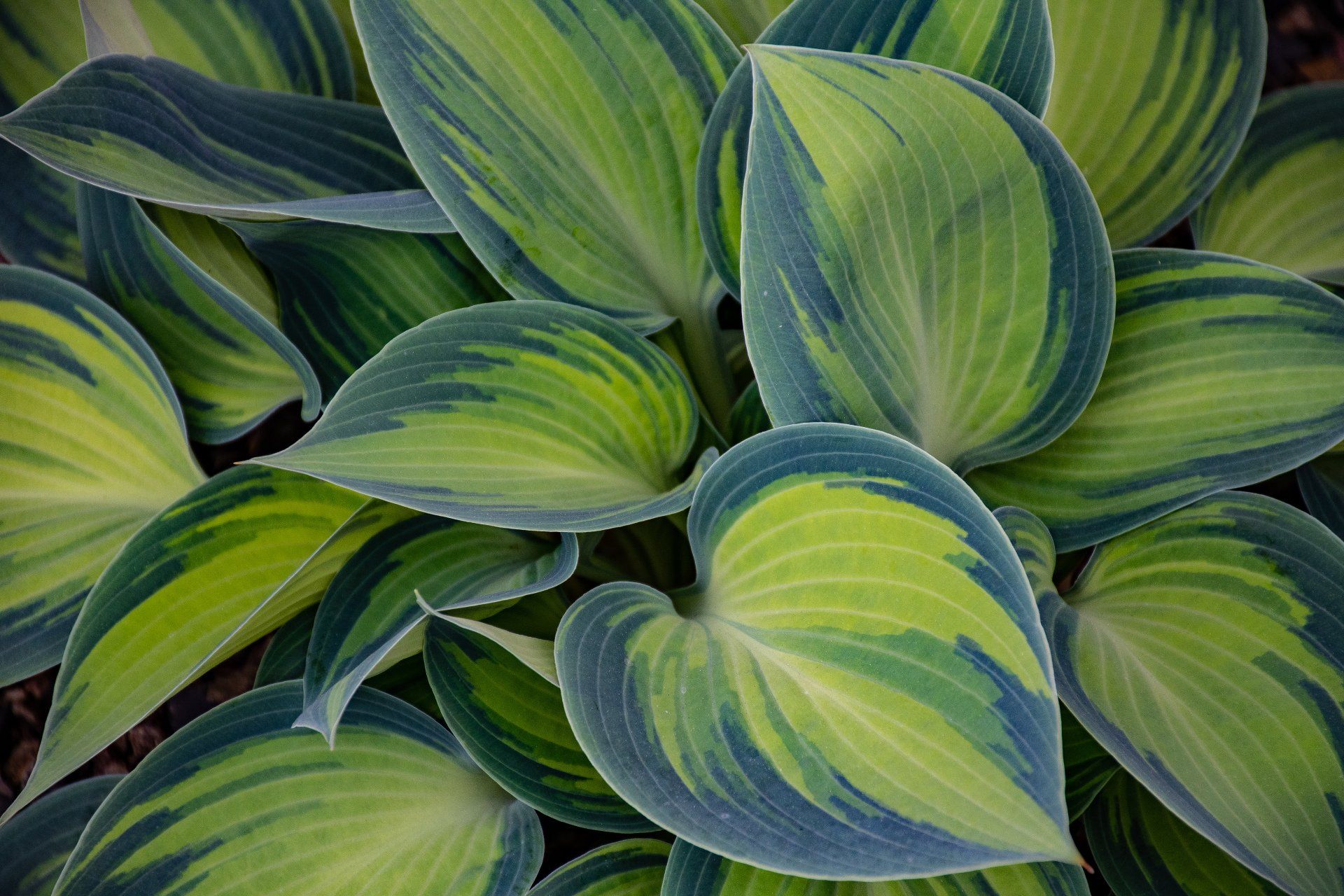 A close up of a plant with green and blue leaves