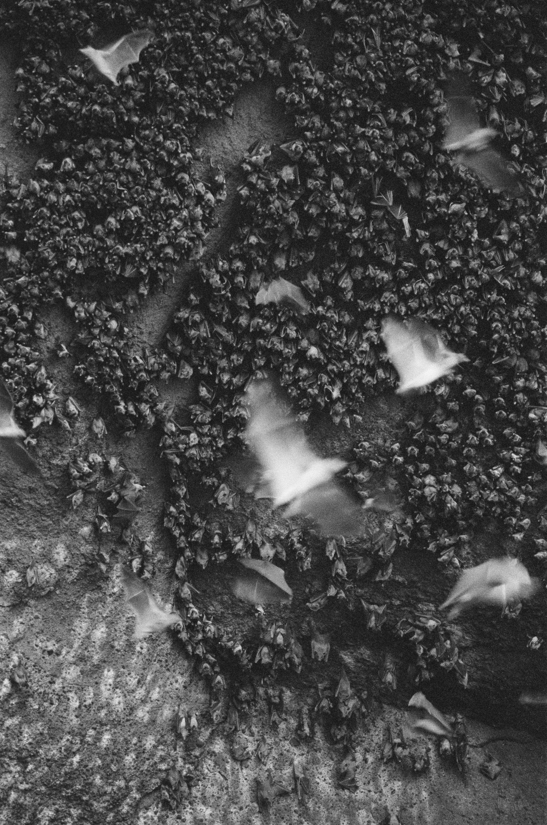 A black and white photo of a flock of bats flying in the air.