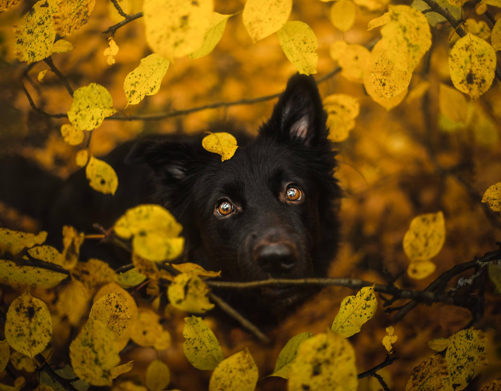 dog in fall foliage